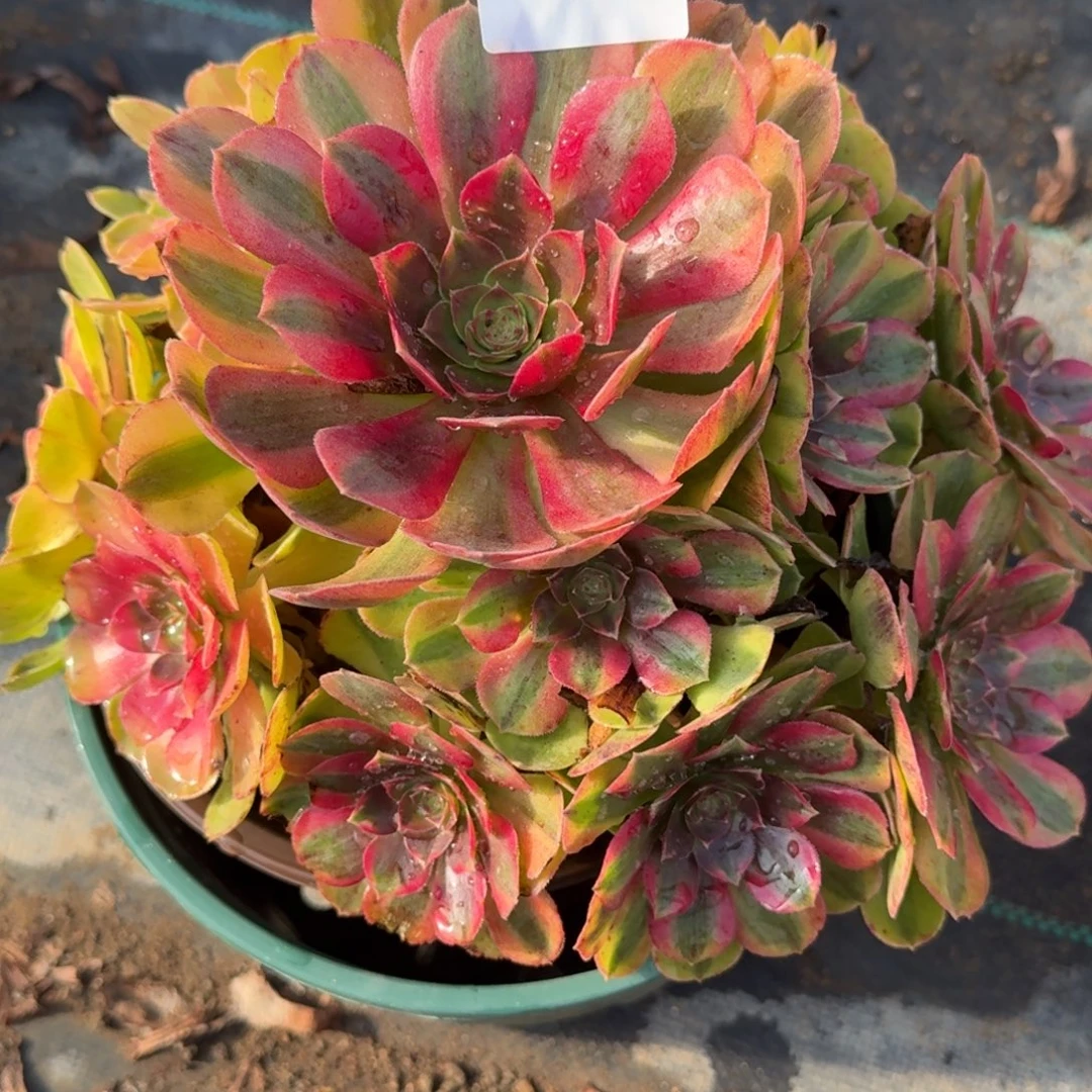 雨河多肉植物老庄525