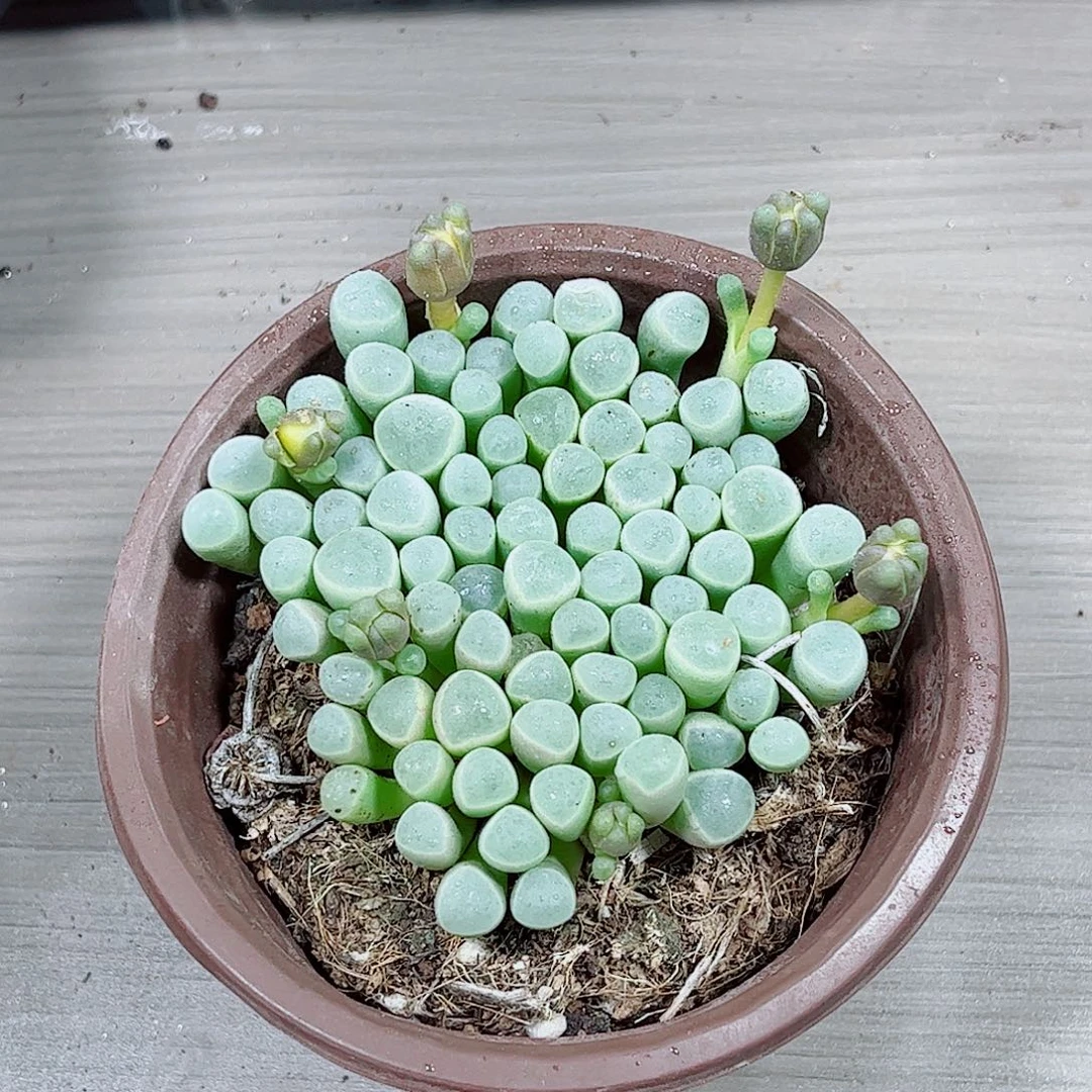 五十玲玉一勿一拍种