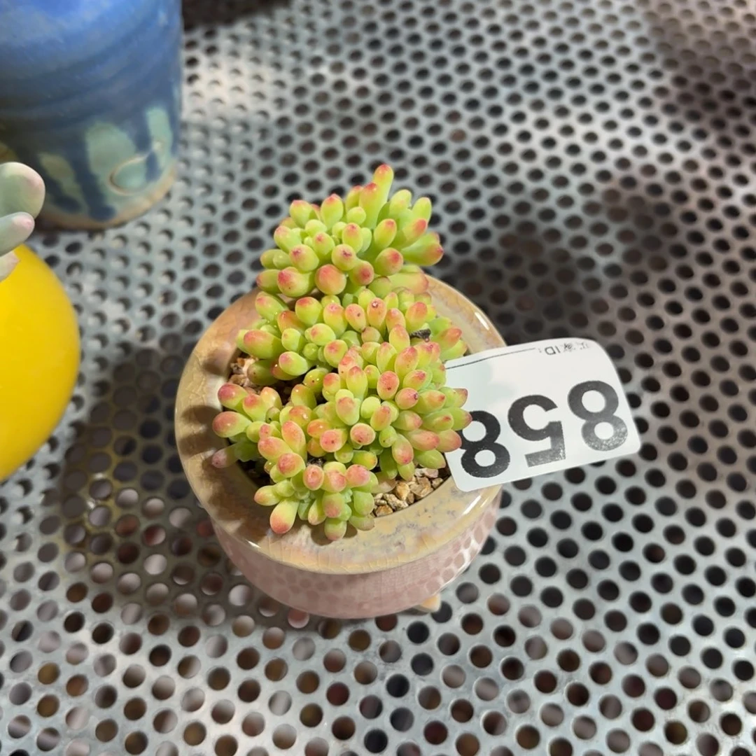 僅**已乙女心缀化带盆858