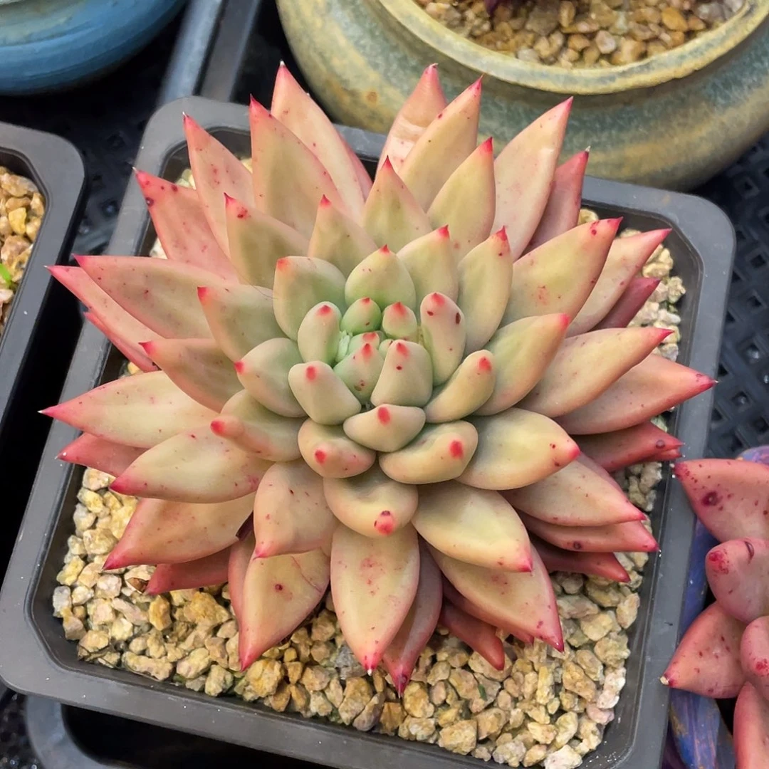 多肉植物一物一拍