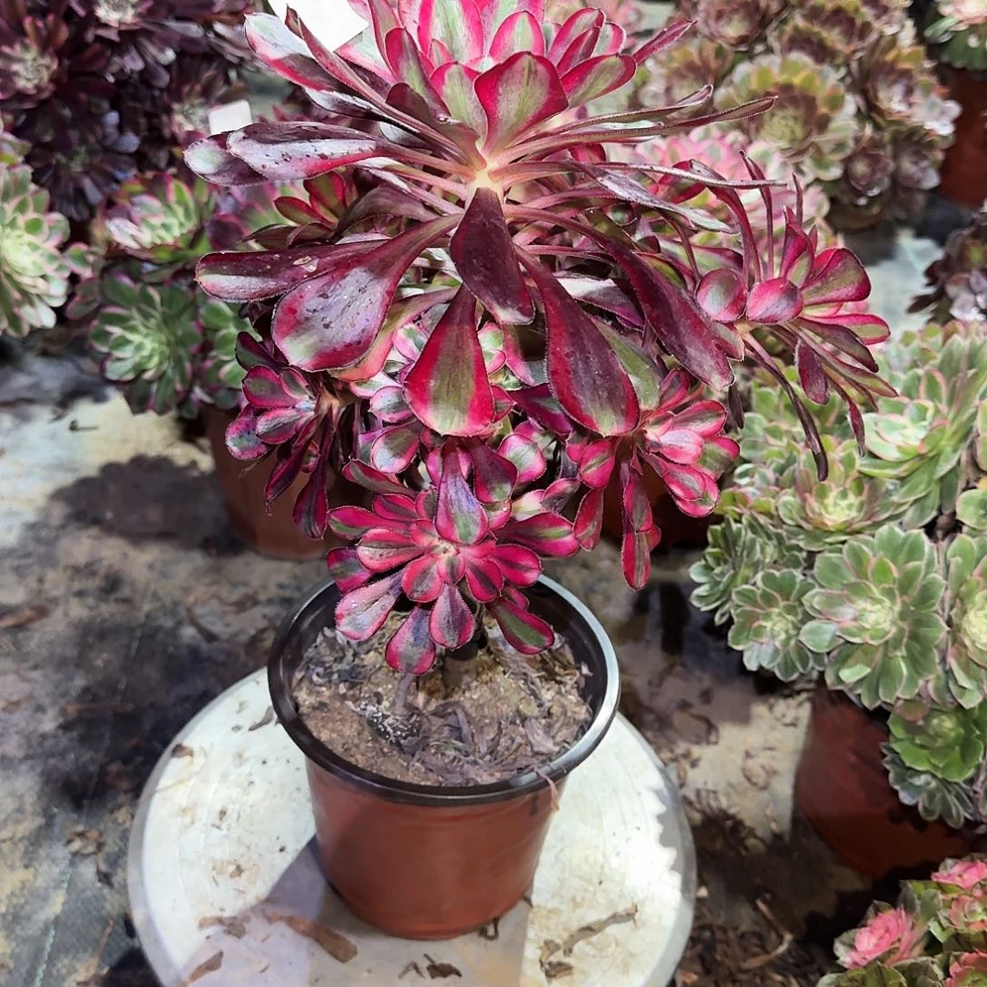 多肉植物丽娜0637