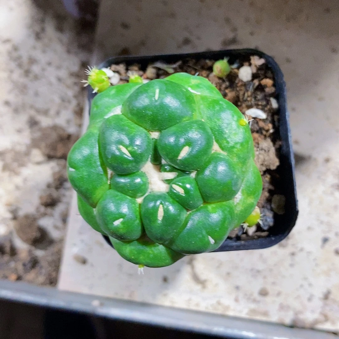 无花朵我五次11111111111个