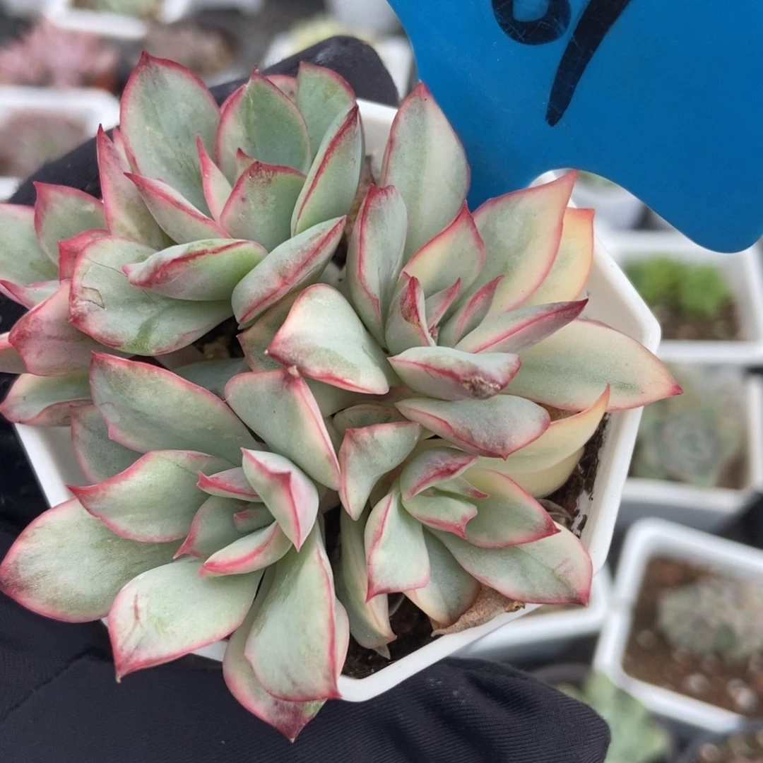 861月光女神锦多肉植物保护