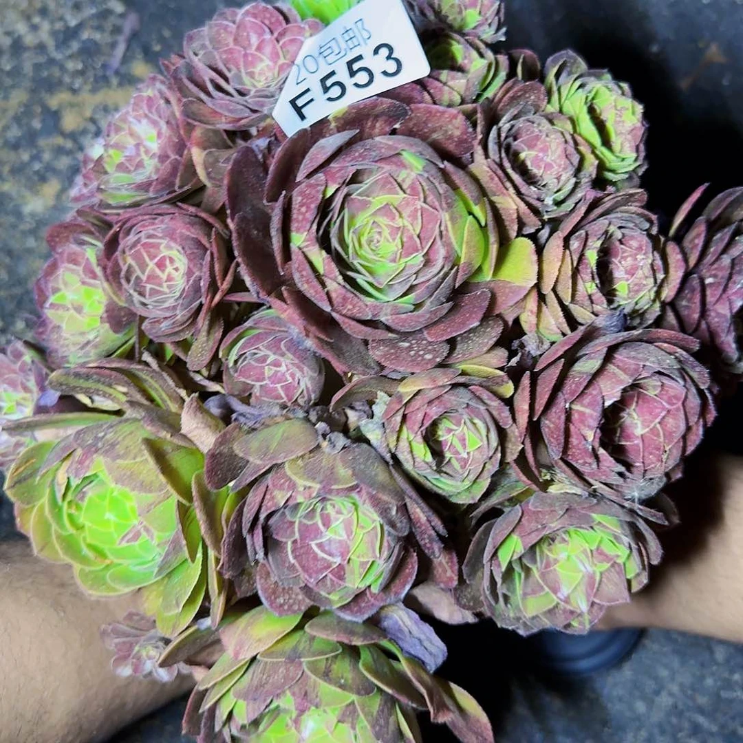 花月夜553满20包邮