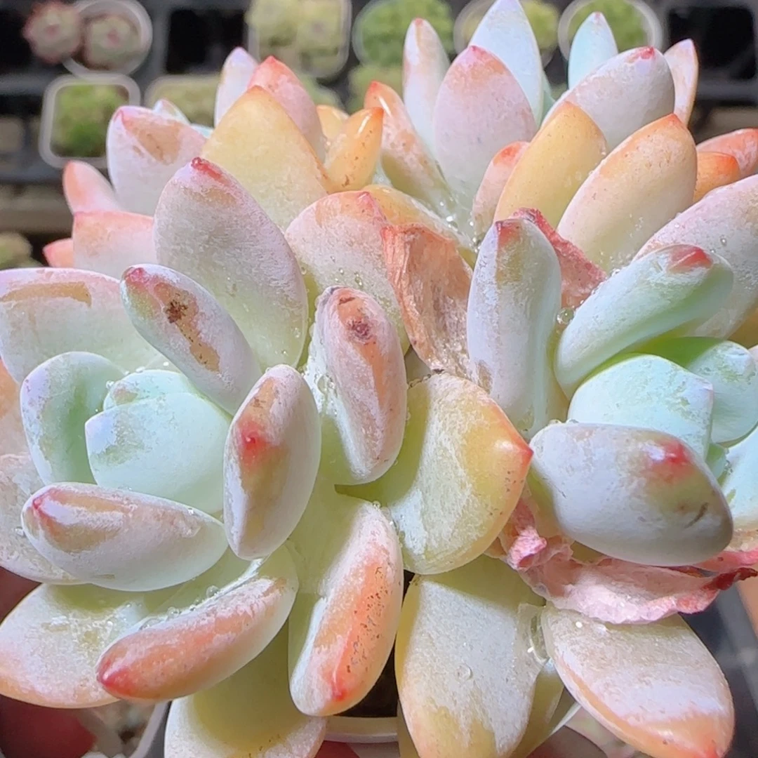花语逸镜1023-203杂交