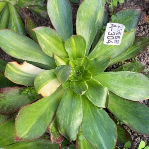 304魅影七彩满25包邮多肉