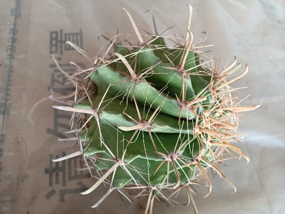 巨鹫玉，实生仙人球 带刺直径21CM左右