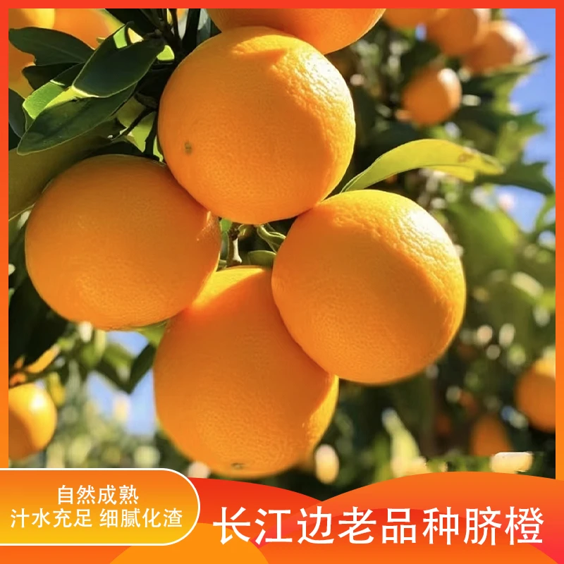 【长江边老品种脐橙】四川老品种脐橙精品大果净重5斤/9斤装包邮