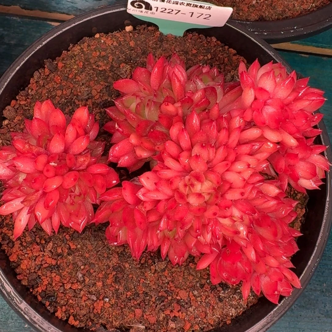 从前慢多肉编号1227-172