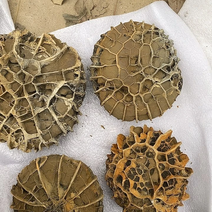 和***鸽去付吧哥谢谢谢谢