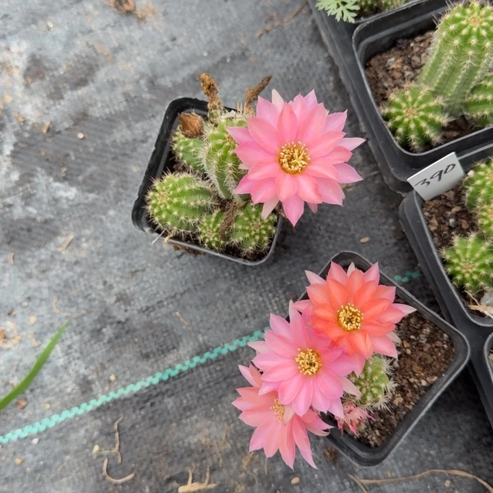 白檀仙人掌390带跟