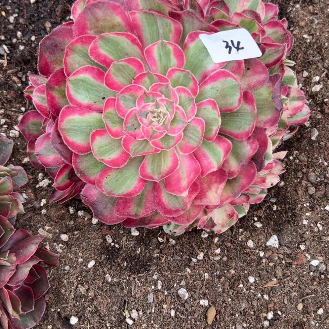 34粉樱无根多肉植物人