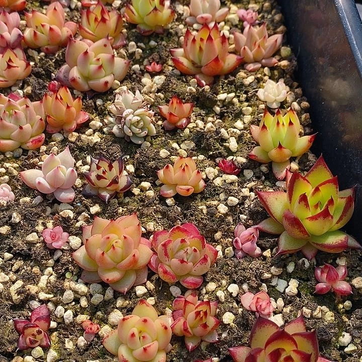 102多肉植物盆栽花卉盆栽