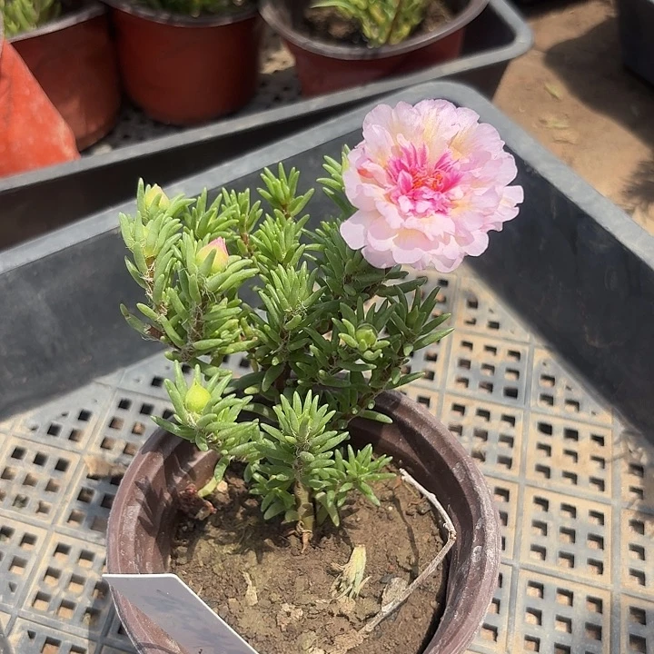 无花朵量拍伊芙蓉超小苗盆口10cm