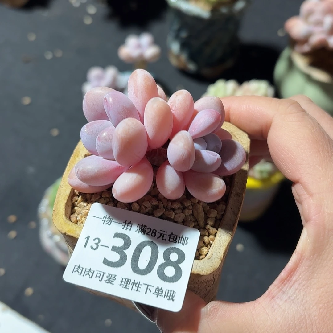 粉兔无盆土发货无