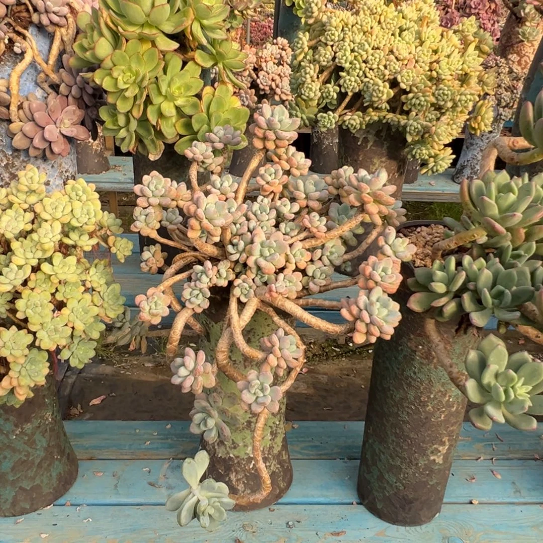 精品香水洛神妖桩 裸肉