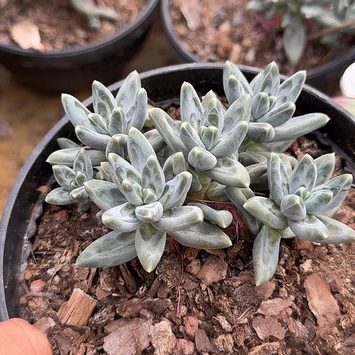 乌拉克拉惊鸿一物一拍包装收缩花旱