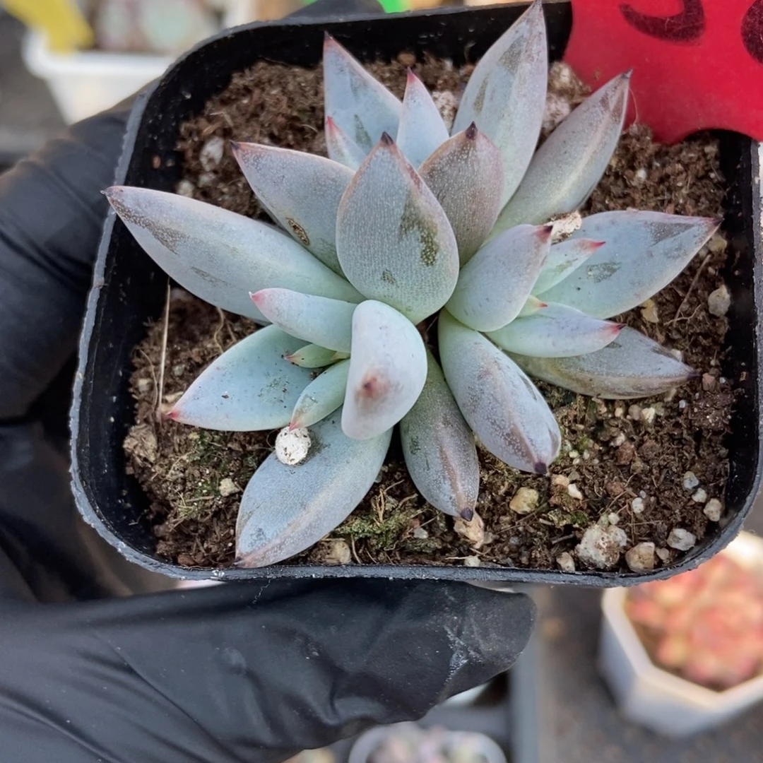 650魔爪多肉植物多肉