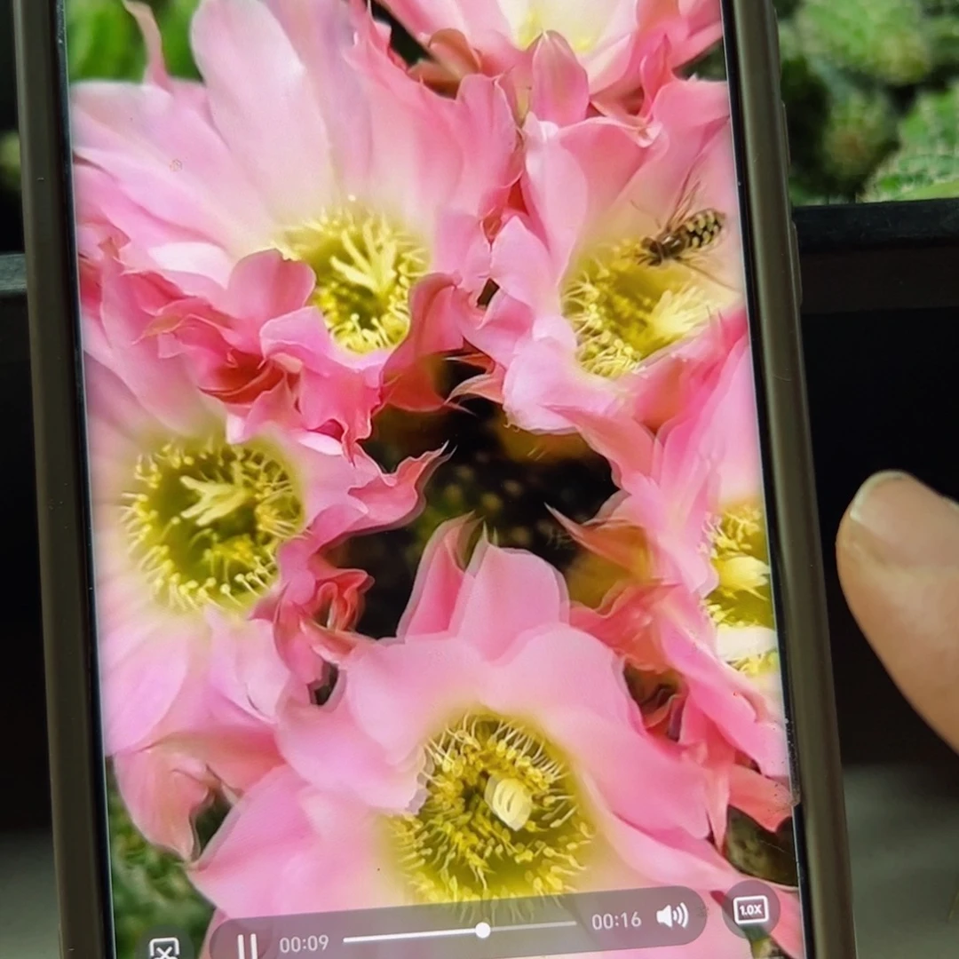 下11白檀林肯之怒侧芽4公分左右3个20包邮