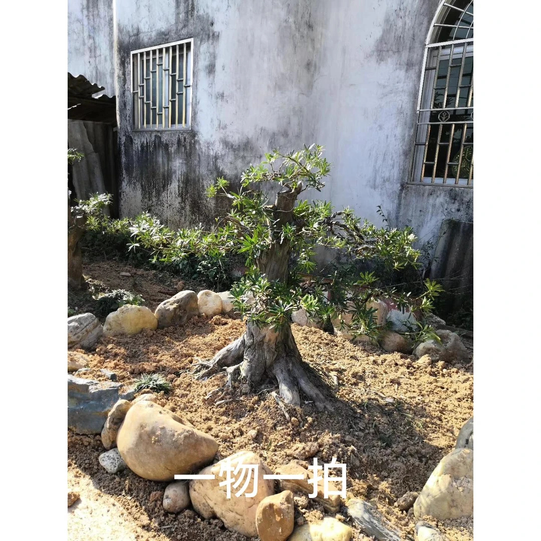 创意盆景盆栽办公室庭院造型