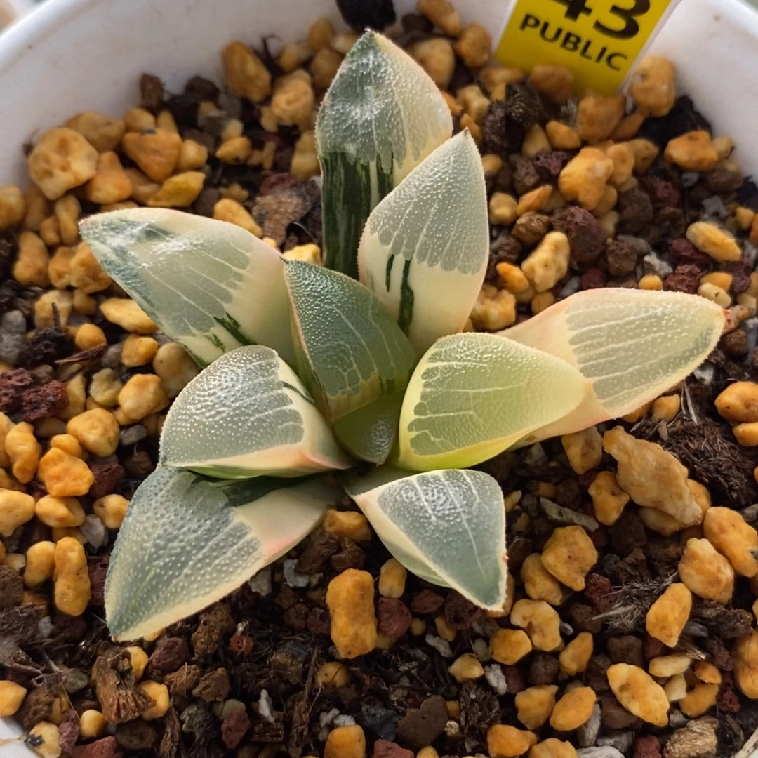 43和田玉克锦一物一拍