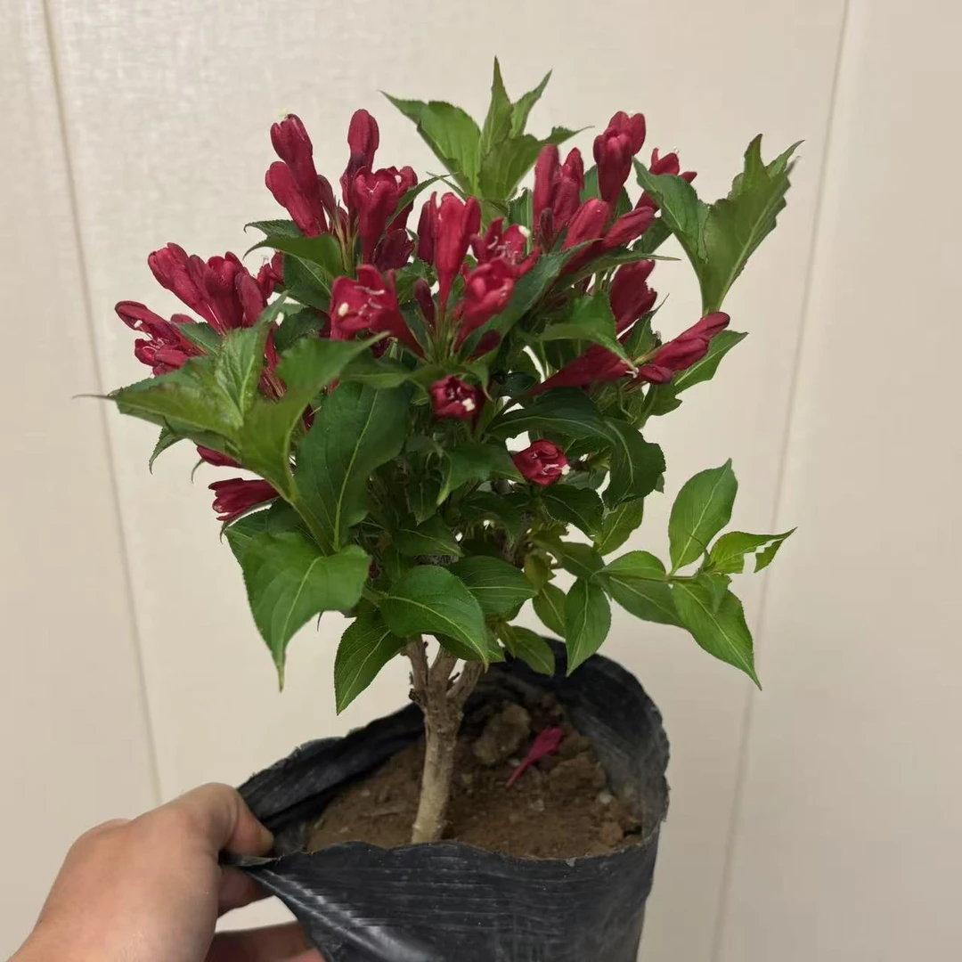 红王子锦带多年生木本植物庭院阳台花卉盆栽地栽耐寒耐热