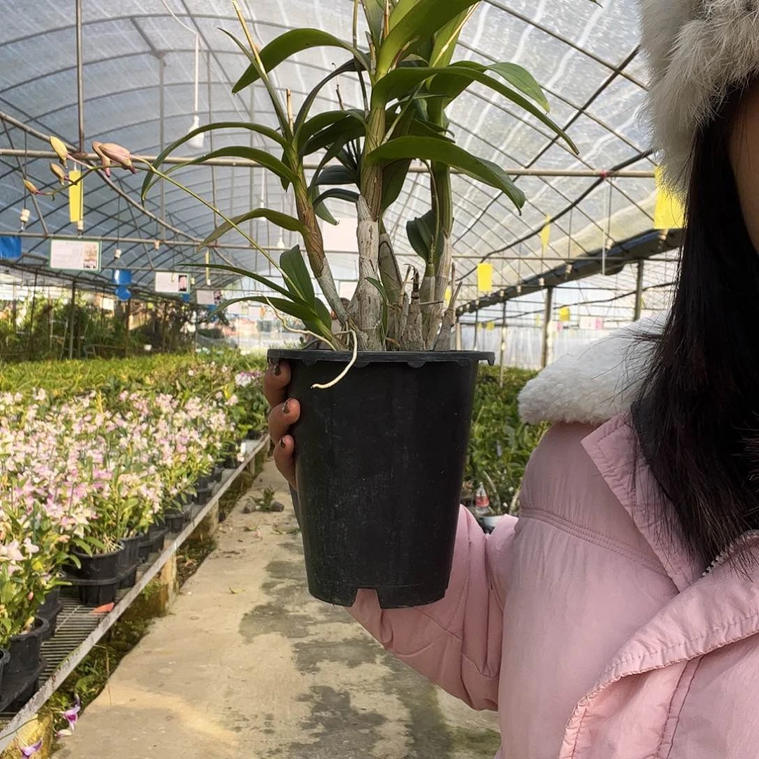 当前无花朵，栽培后可花朵大盆粉黛（三杯）