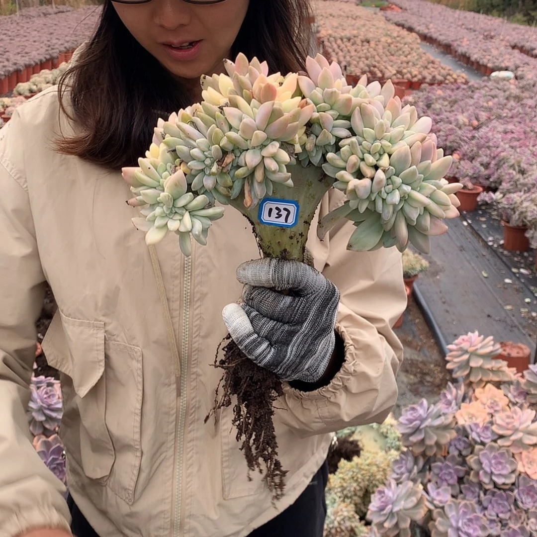 137 淡雪锦朵朵缀一物一拍