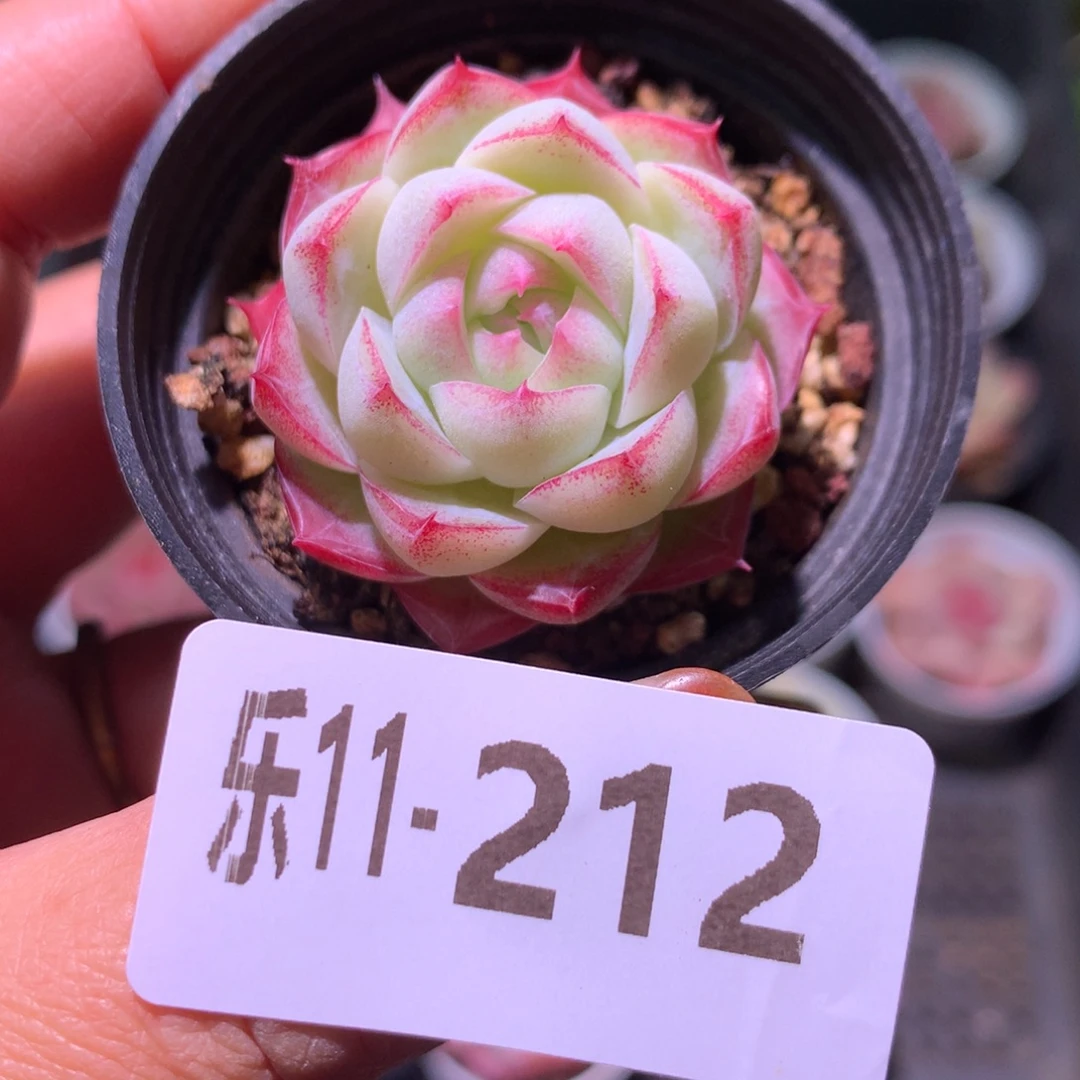 乐然11-212 女王玫瑰