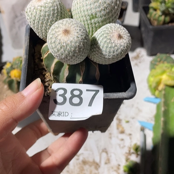 米****草球嫁接387号月世界脱土发货