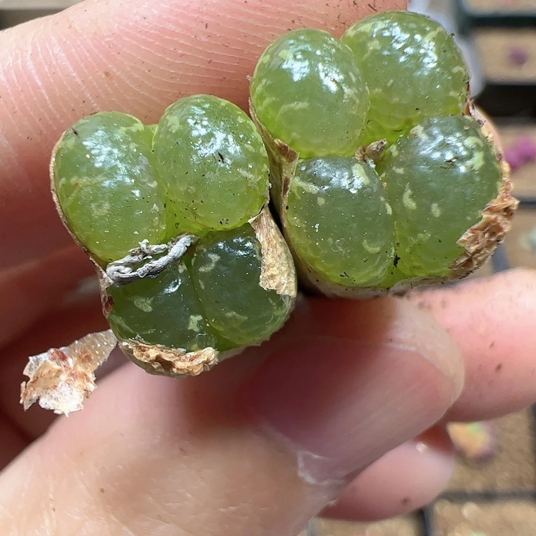 【闪购商品】294 腿长