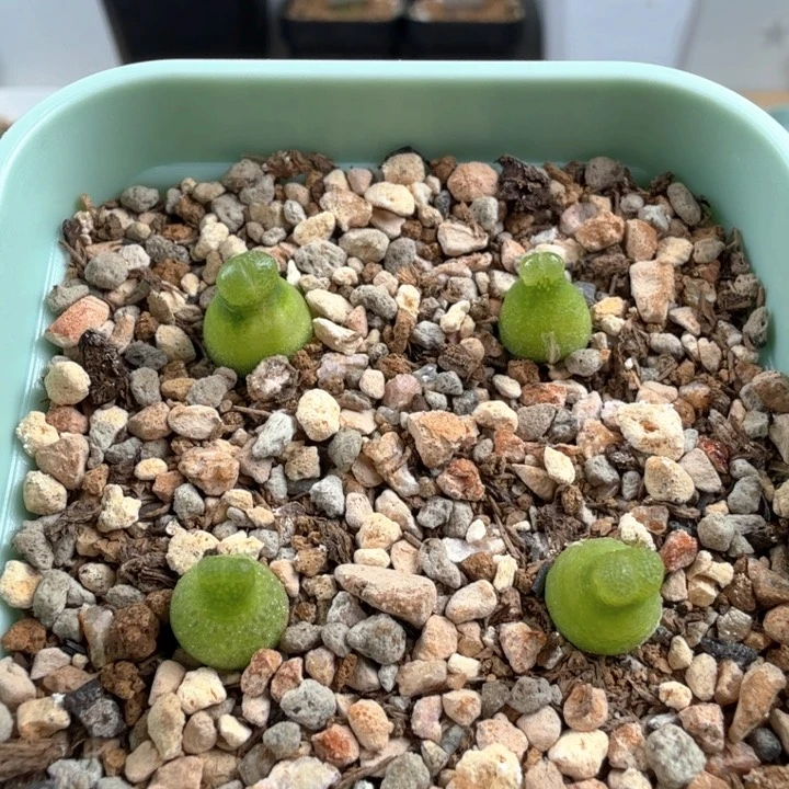 小葫芦4颗 带盆发