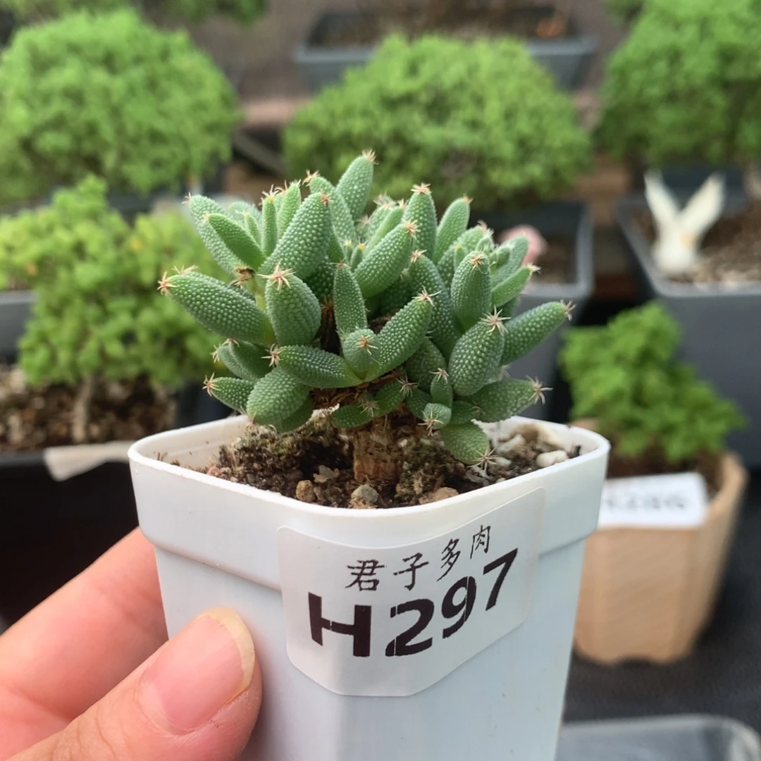297玉米。