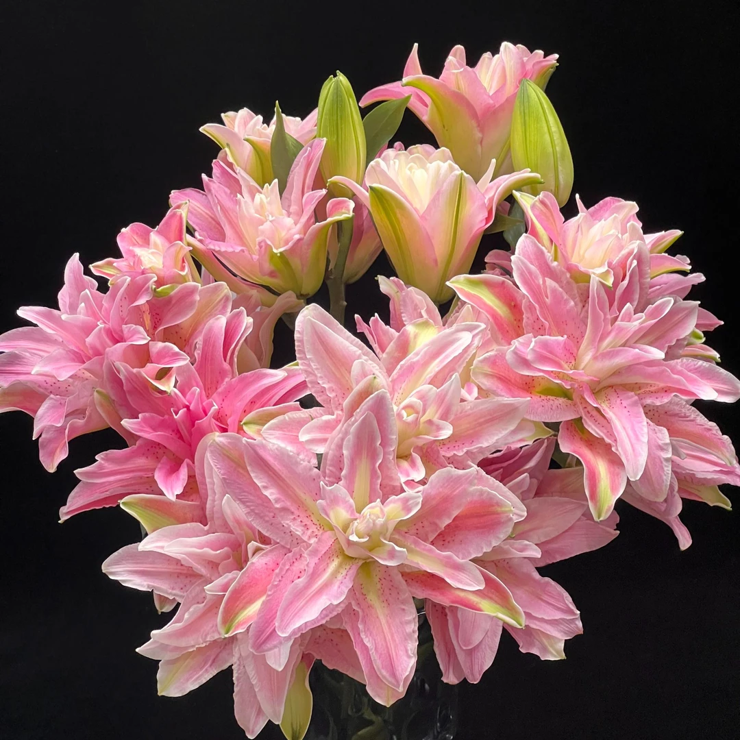 【红蜜糖】精选红蜜糖香水百合花束云南鲜花优质鲜切花水培鲜花