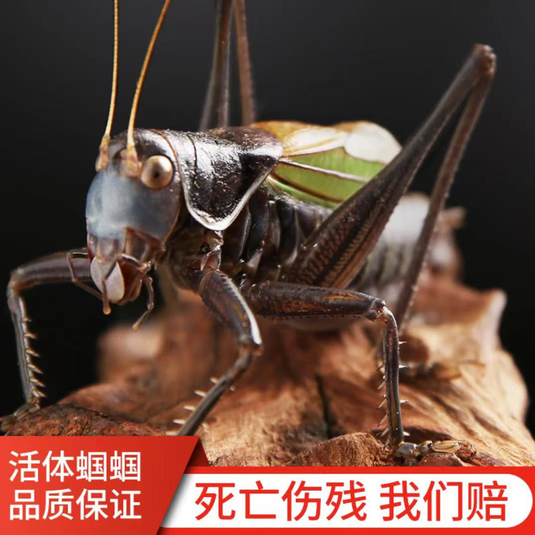 活体蝈蝈铁皮蝈蝈大音量，新脱精品，鸣虫