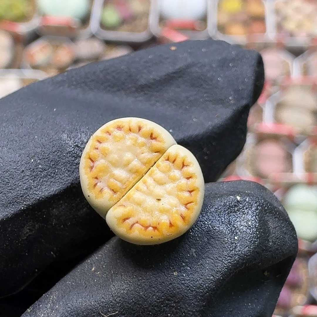 生石花111111。  296