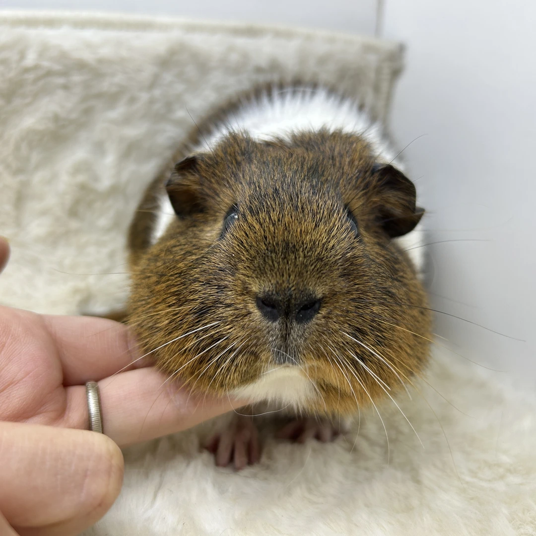 宠物豚鼠奶刺加白英短弟弟