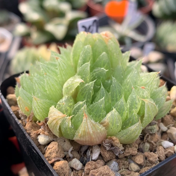 实生玉露群，带盆发货