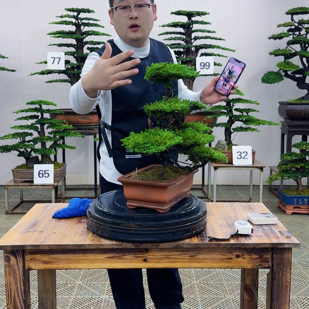 盆景柏树造型盆景