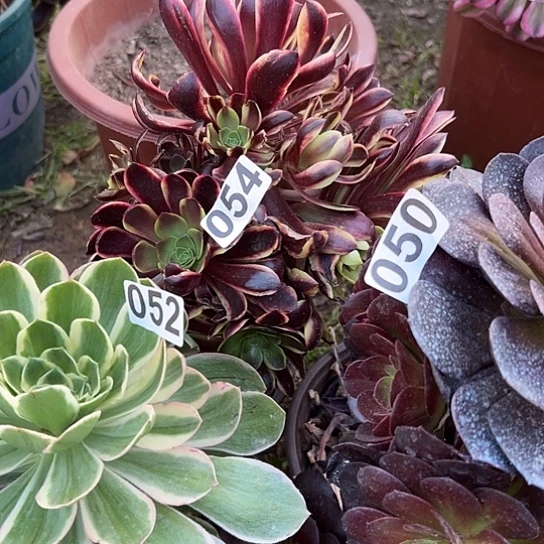 浅****9多肉植物三个掉枝没售后
