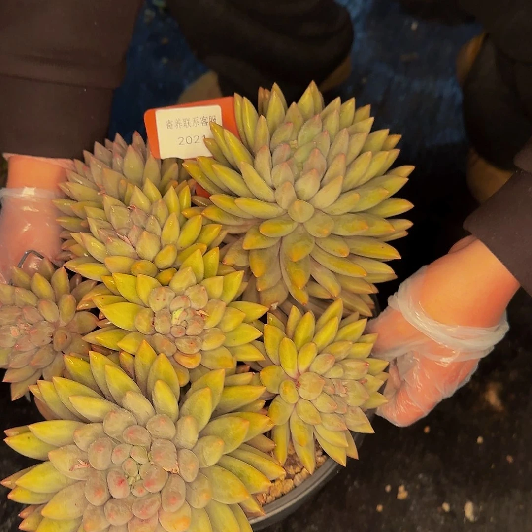 幸***虫他哈怕他他爸爸吧