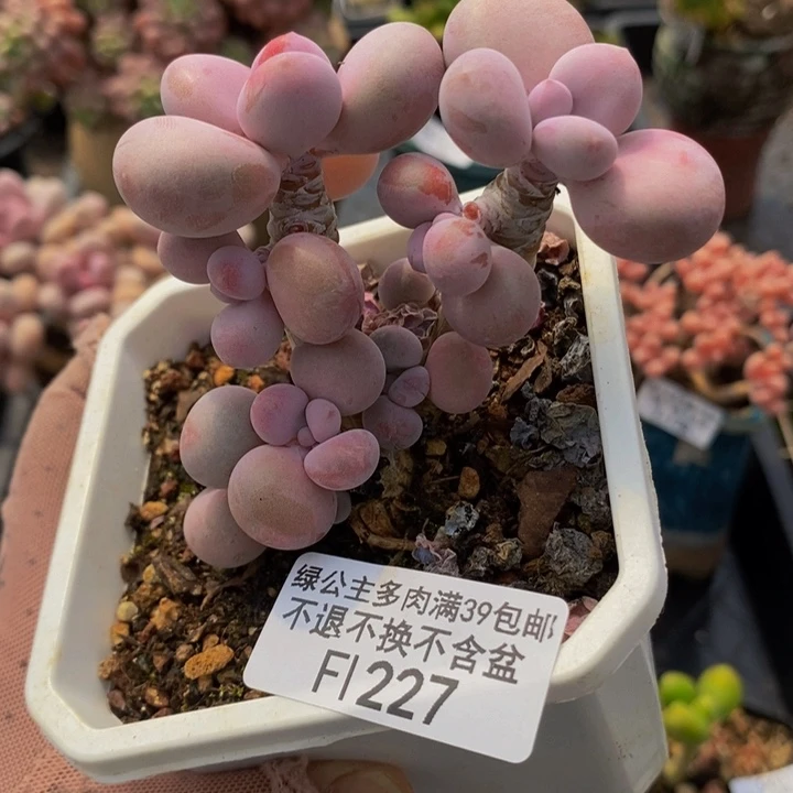 腰子桃蛋老桩6cm227多肉植物