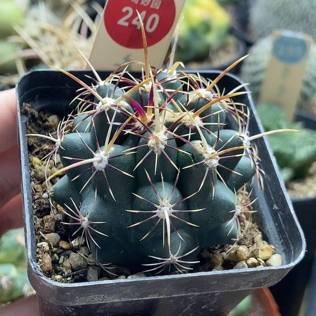 实生五彩大统领5.1cm