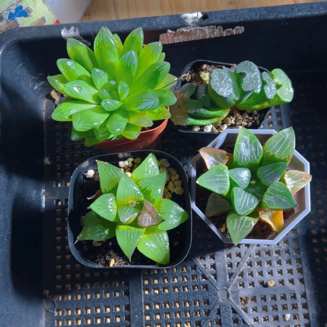 花火+玉扇+啊寒湖+月影寿