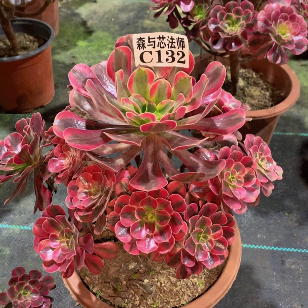 【闪购商品】132美杜莎