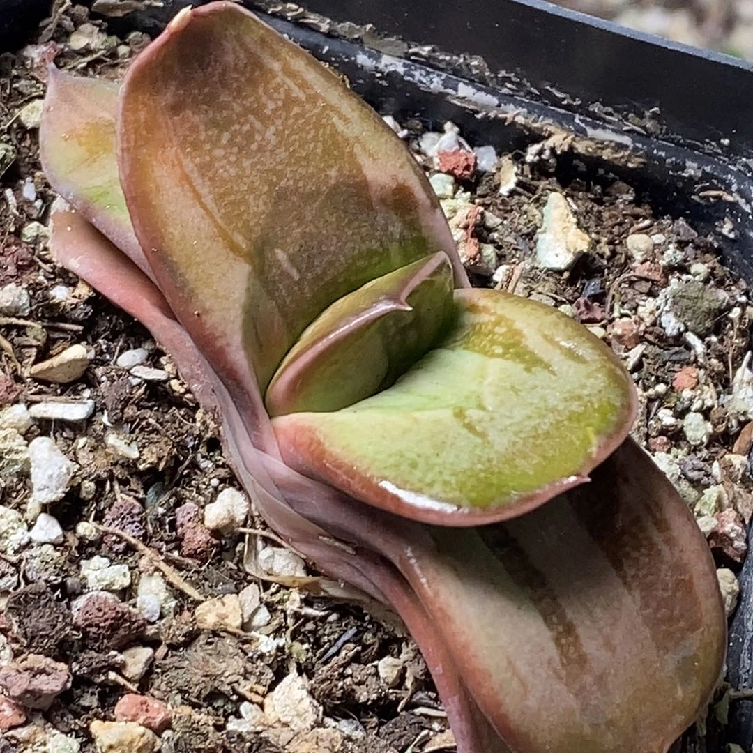 不带盆脱土裸根发货（实生）