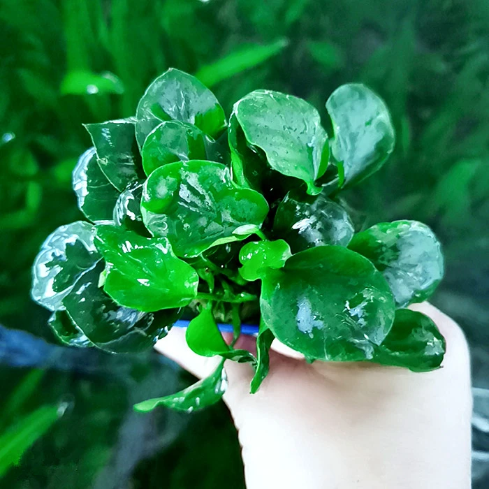 [榕类集合]活体水草水榕鱼缸造景真水草植物小水榕造景沉木装饰