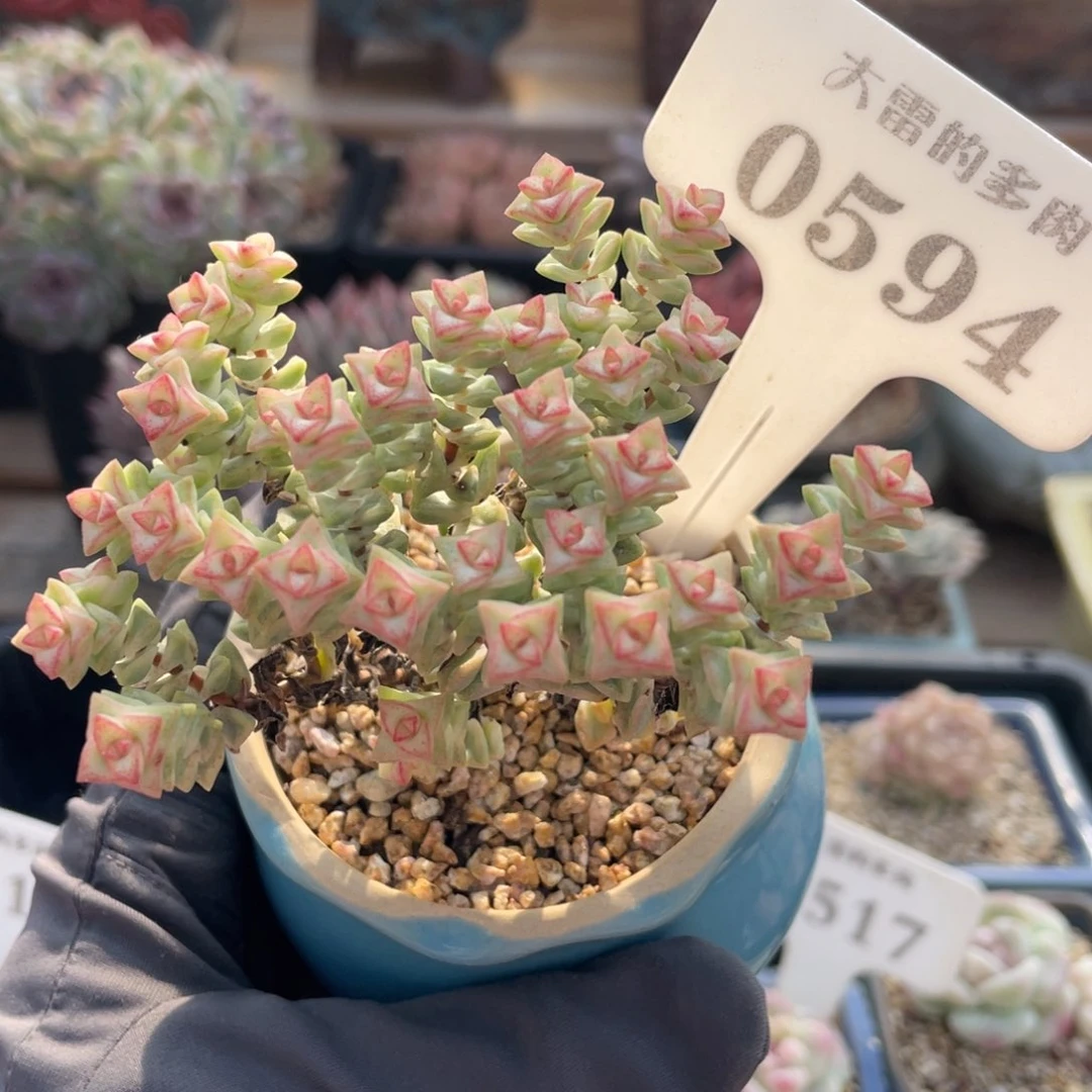 0594 彩色蜡笔 8厘米 不带盆