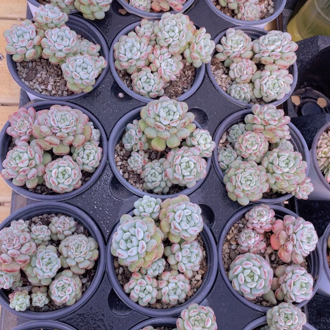 701号 萌豆老桩大群生一个