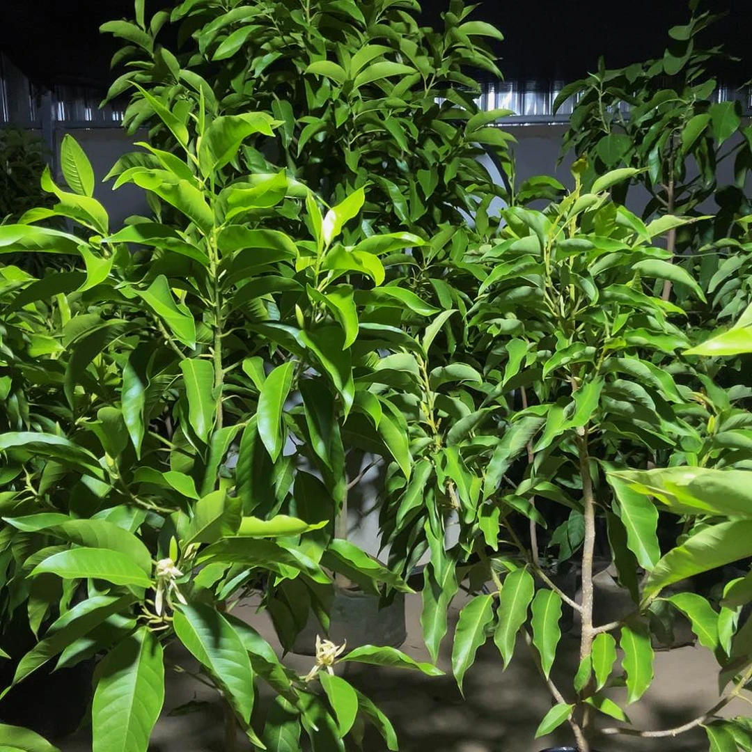 完全开放一黄一白198